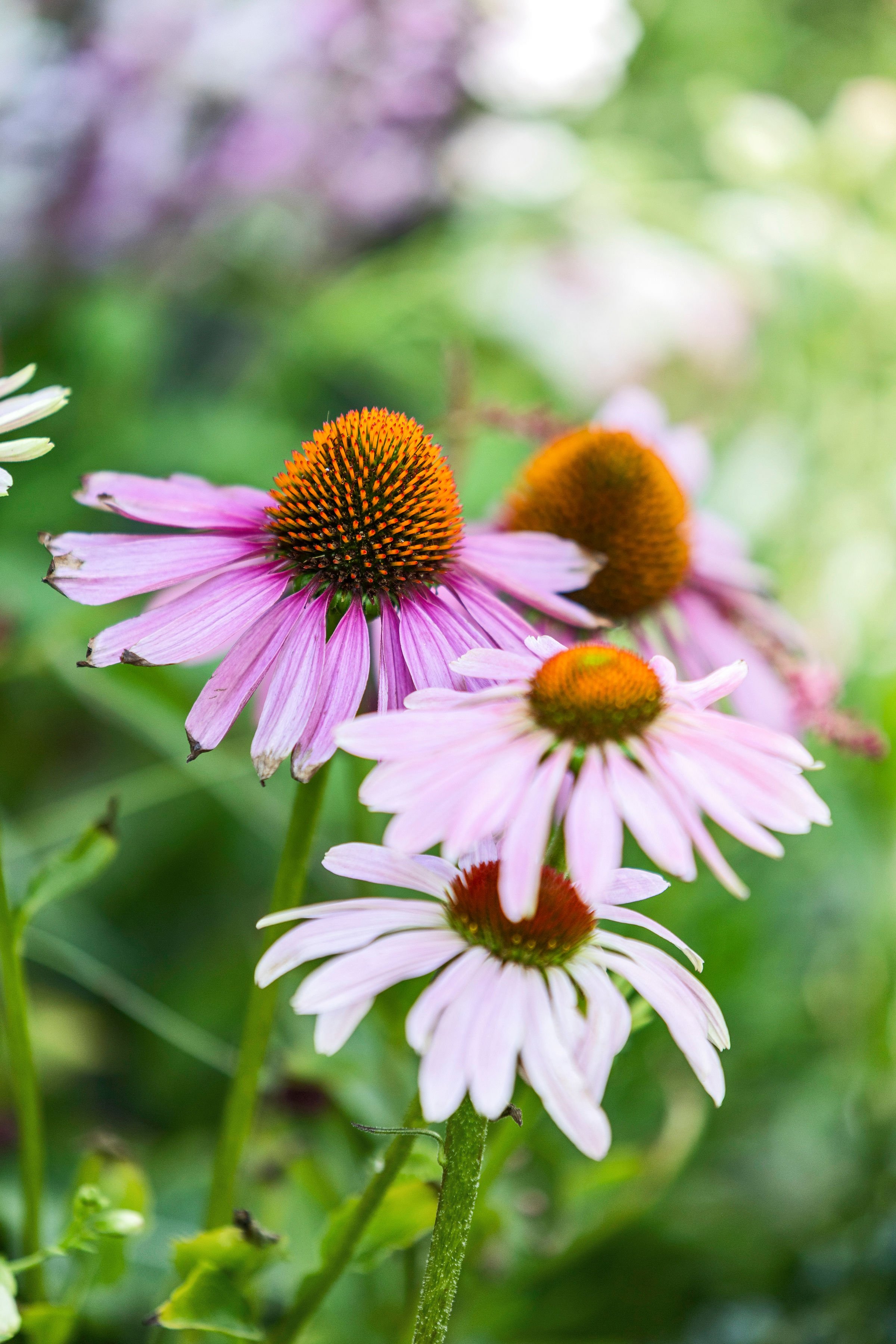 Echinacea flowering in the show garden planting scheme