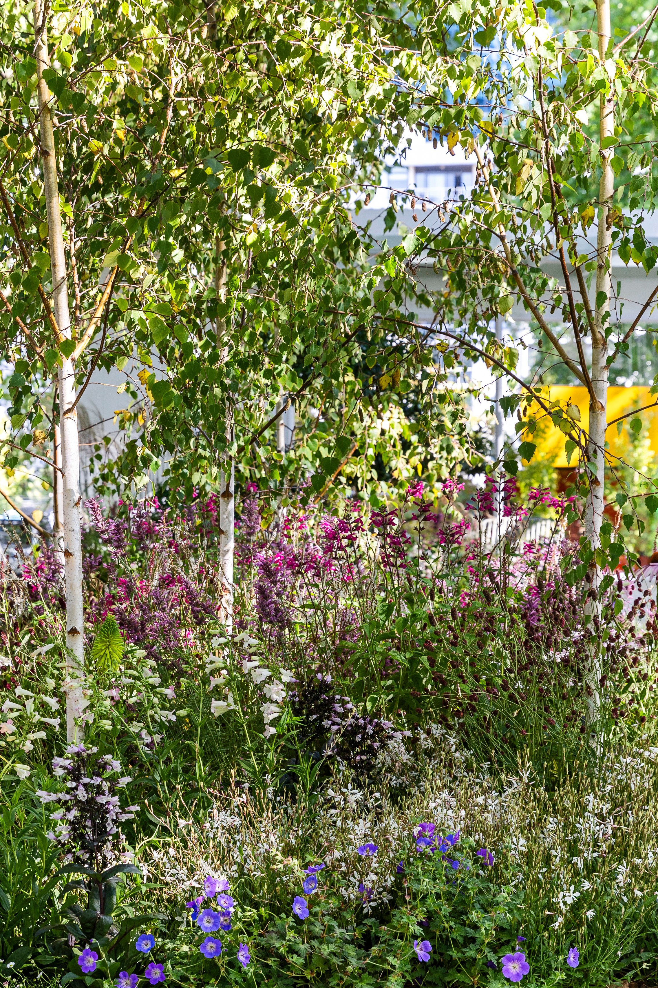 Structured garden bed with ornamental grasses and clipped hedging